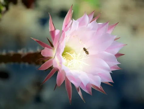 影响者头像3